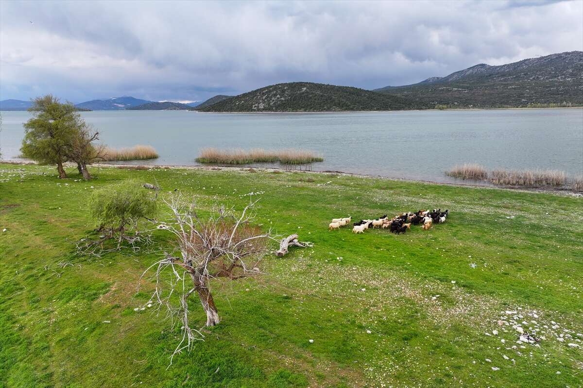 Konya’da bu sürü, adada tek başına yaşıyor 11